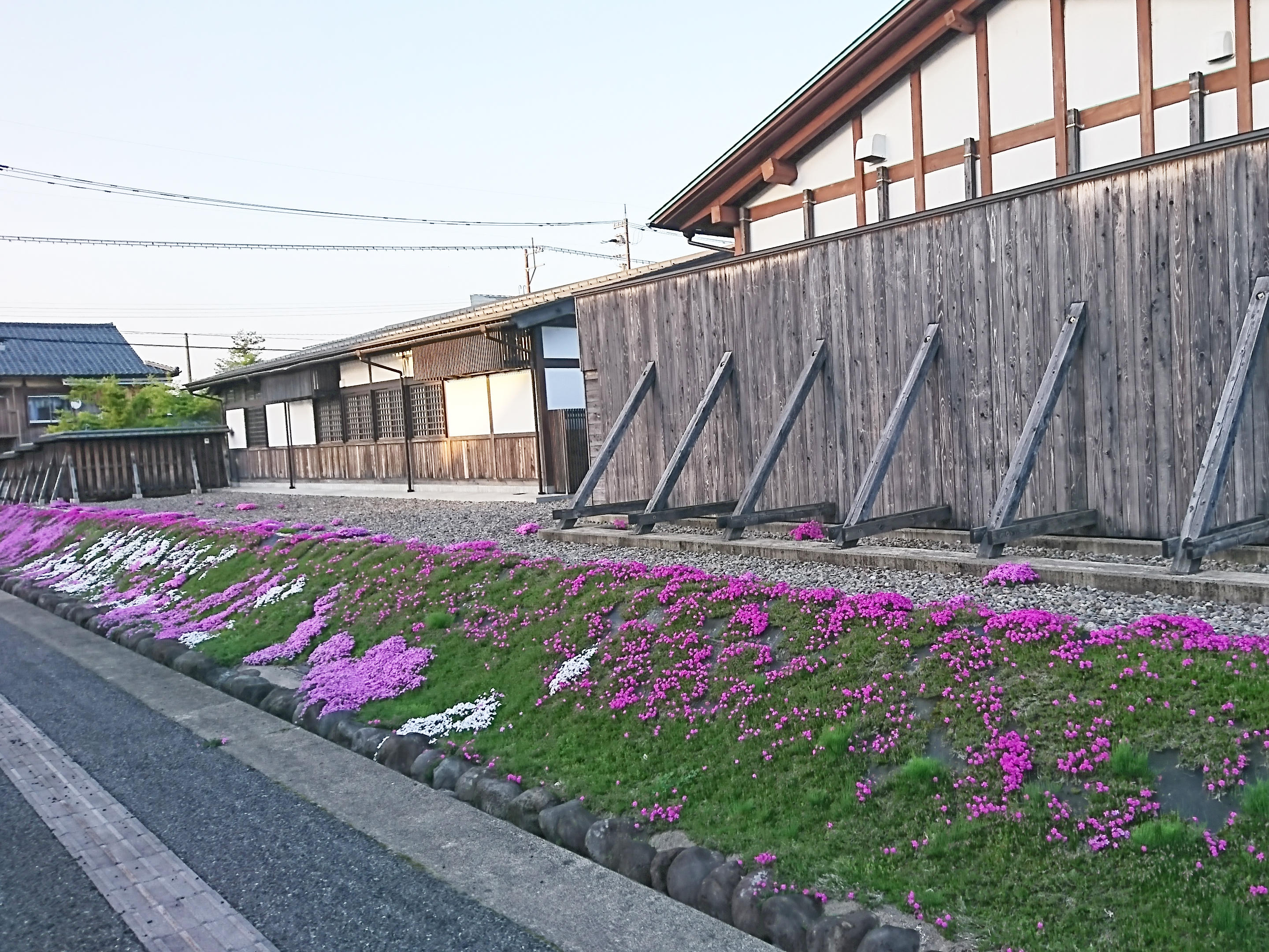 芝桜.jpg